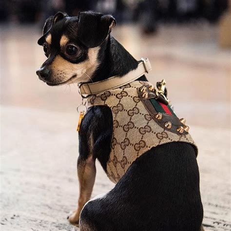 gucci inspired dog harness